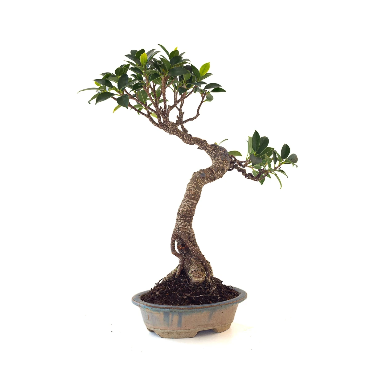 Achat en ligne de Bonsai Ficus Retusa 36 cm FR260505MIT Sankaly Bonsai