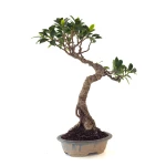 Achat en ligne de Bonsai Ficus Retusa 36 cm FR260505MIT Sankaly Bonsai
