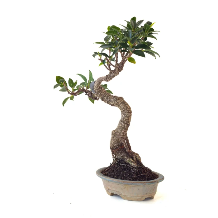 Vente en ligne de Bonsai Ficus Retusa 36 cm FR260505MIT Sankaly Bonsai