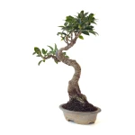 Vente en ligne de Bonsai Ficus Retusa 36 cm FR260505MIT Sankaly Bonsai