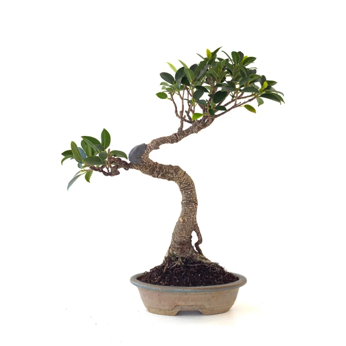 Achat Bonsai pas cher Ficus Retusa 36 cm FR260505MIT Sankaly Bonsai