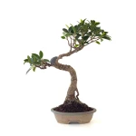 Achat Bonsai pas cher Ficus Retusa 36 cm FR260505MIT Sankaly Bonsai