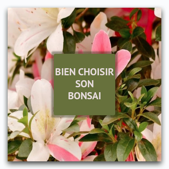 Vente de Bonsai intérieur