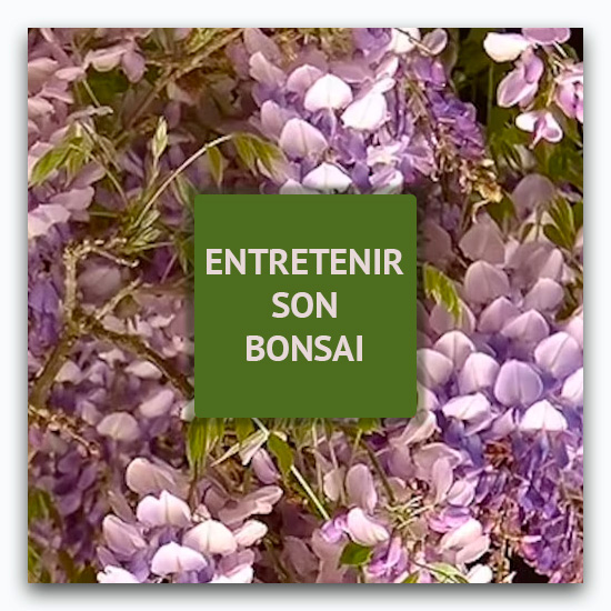 Vente de Bonsai extérieur