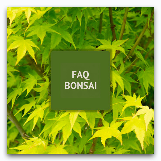 Fiches culture Bonsaï