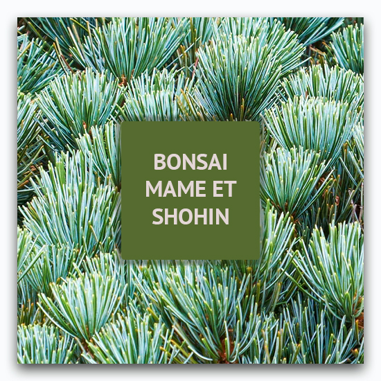 Vente outils Bonsai