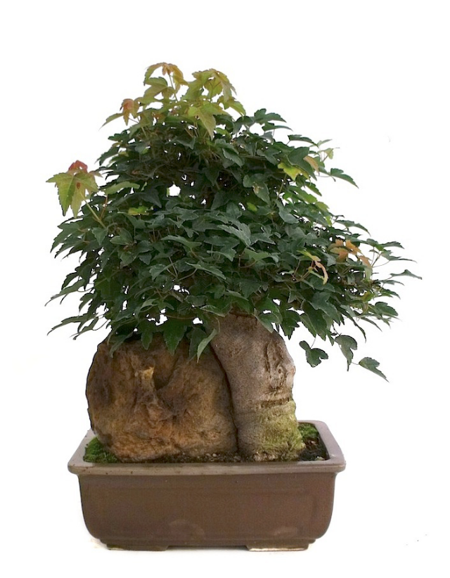 Bonsai Erable Trident Acer Buergerianum