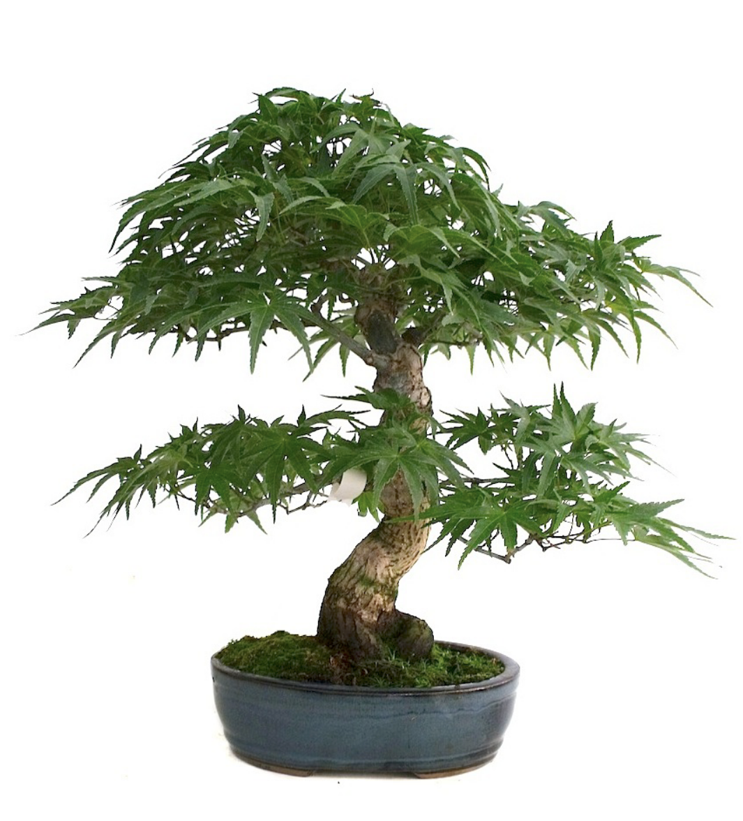 Bonsaï Acer Palmatum Erable du Japon