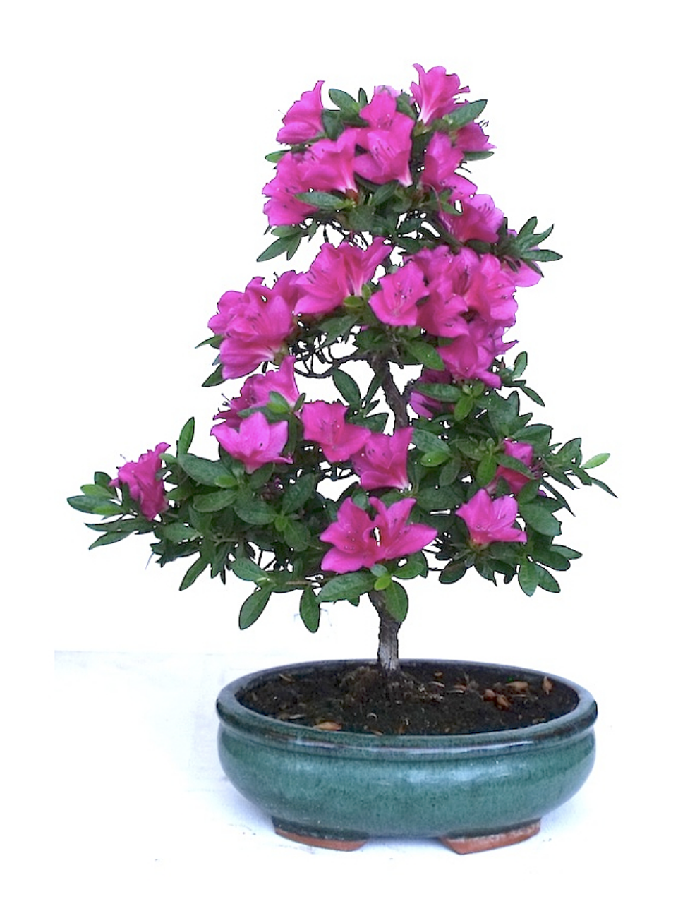 Bonsaï azalée japonaise Azalea satsuki