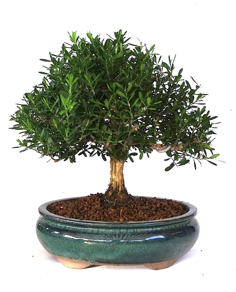 Bonsaï Buis de Chine Buxus harlandii