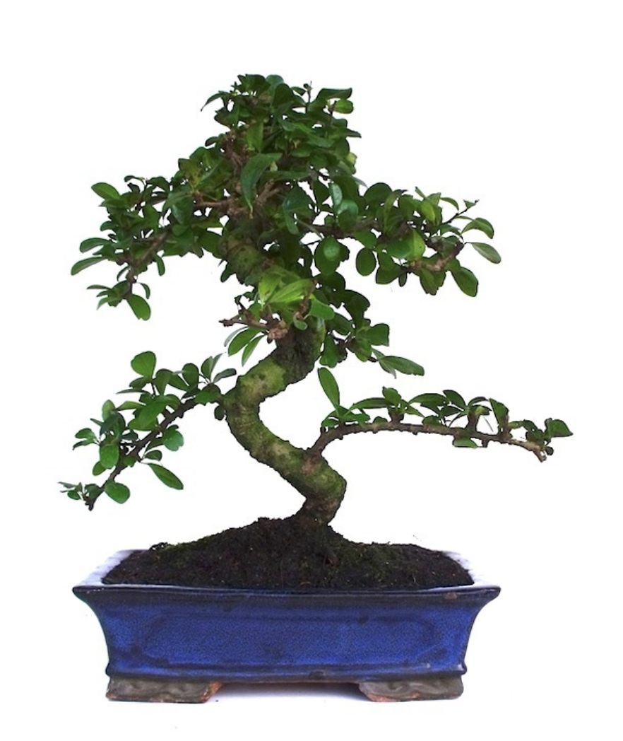 Bonsaï Carmona microphylla arbre à thé