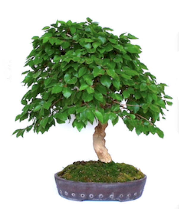 Bonsaï Charme de Corée Carpinus coreana