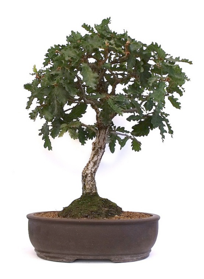 Bonsaï Chêne blanc Quercus pubescens