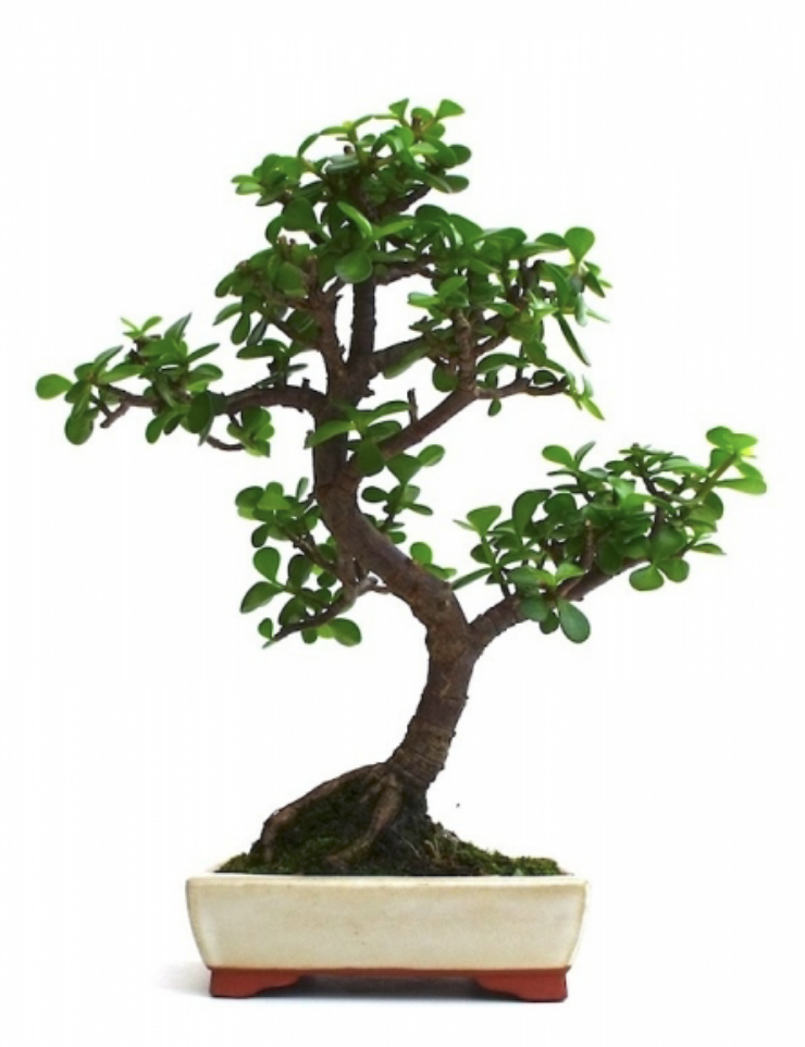 Bonsaï Crassula ovata arbre de jade