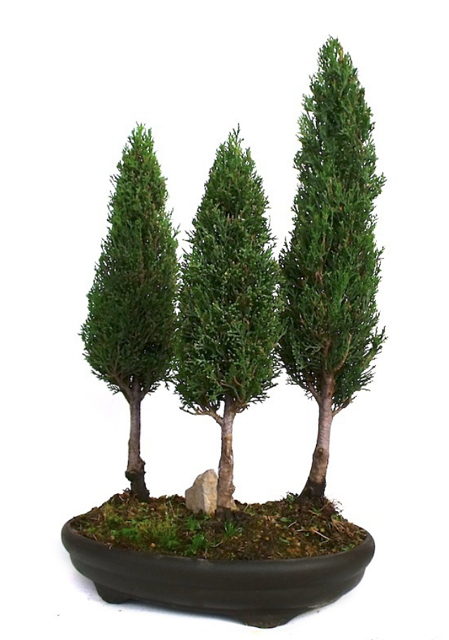 Bonsaï Cyprès Cupressus