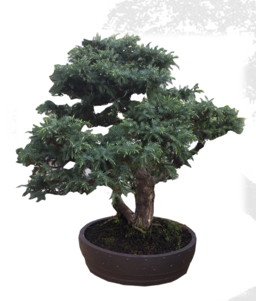 Bonsaï Juniperus de Formose