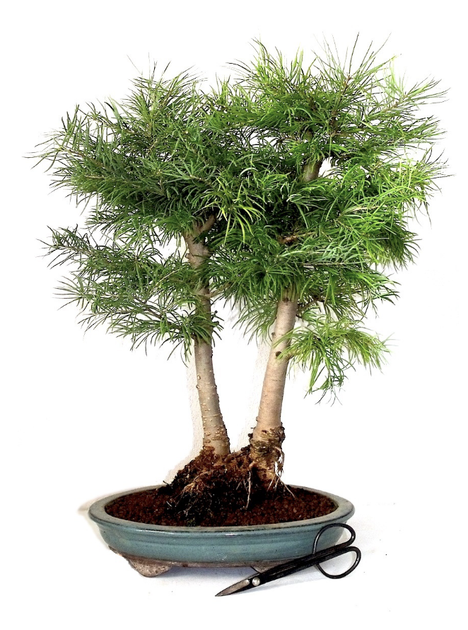 Bonsaï Larix mélèze