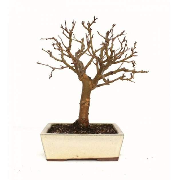 Bonsaï Morus alba mûrier blanc