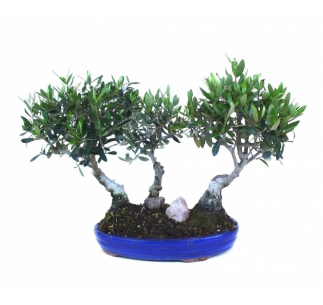 Bonsaï Olivier Olea europaea