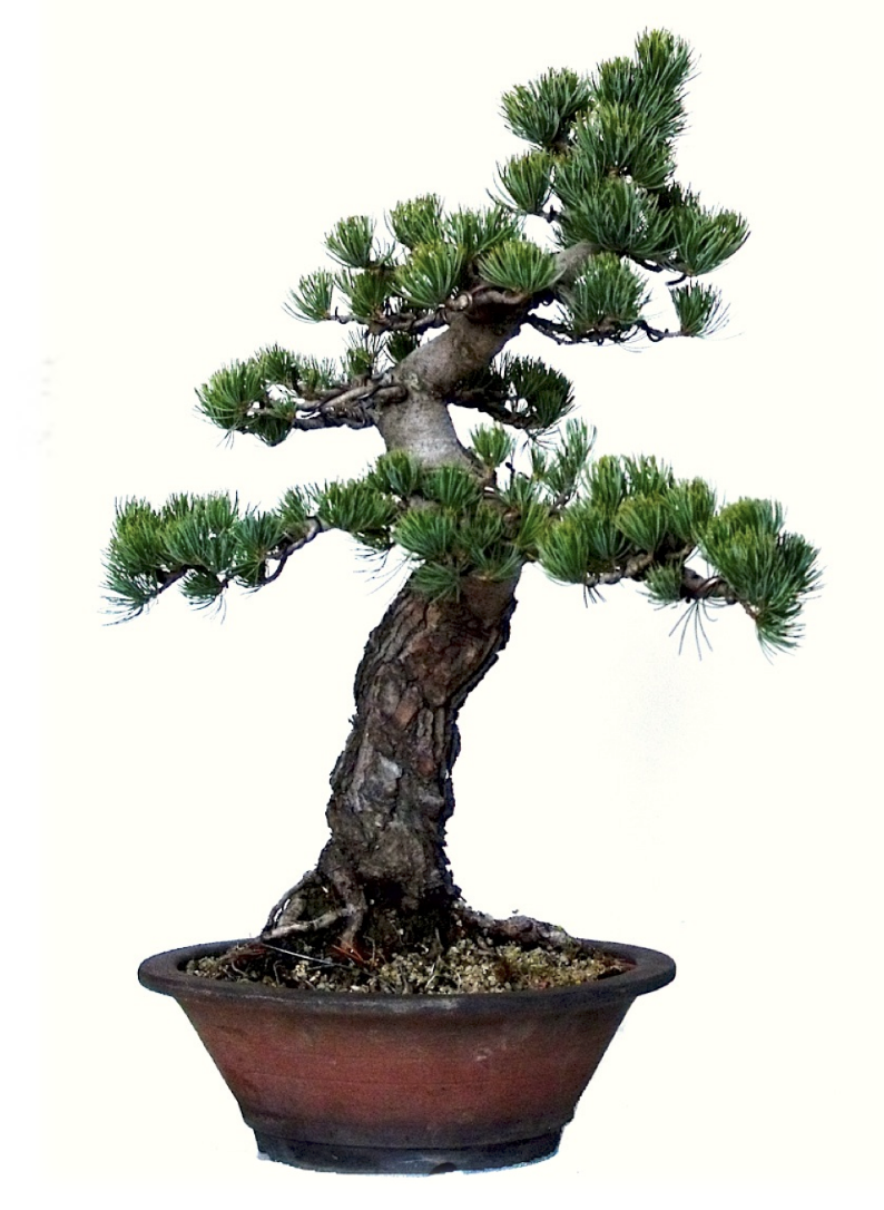 Bonsaï Pinus pentaphylla pin blanc du Japon