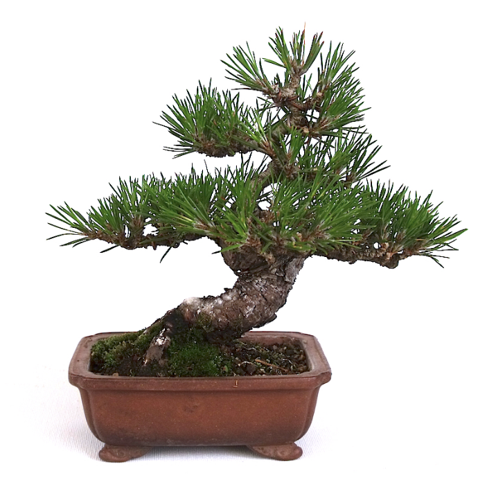 Bonsaï Pinus thunbergii pin noir du Japon