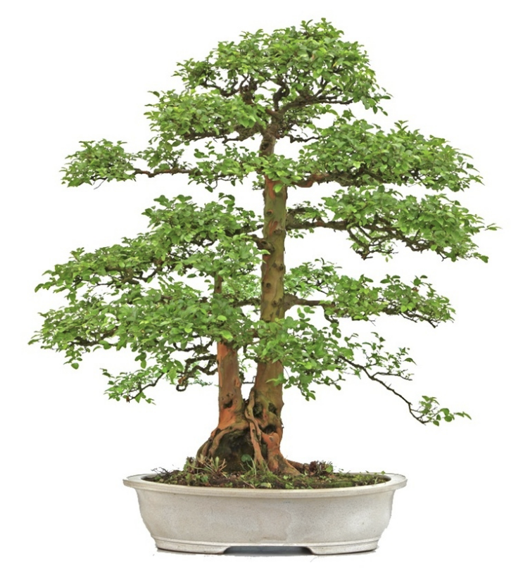 Bonsaï Ligustrum troène