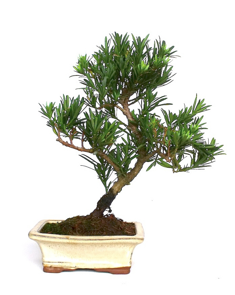 Bonsaï Podocarpus