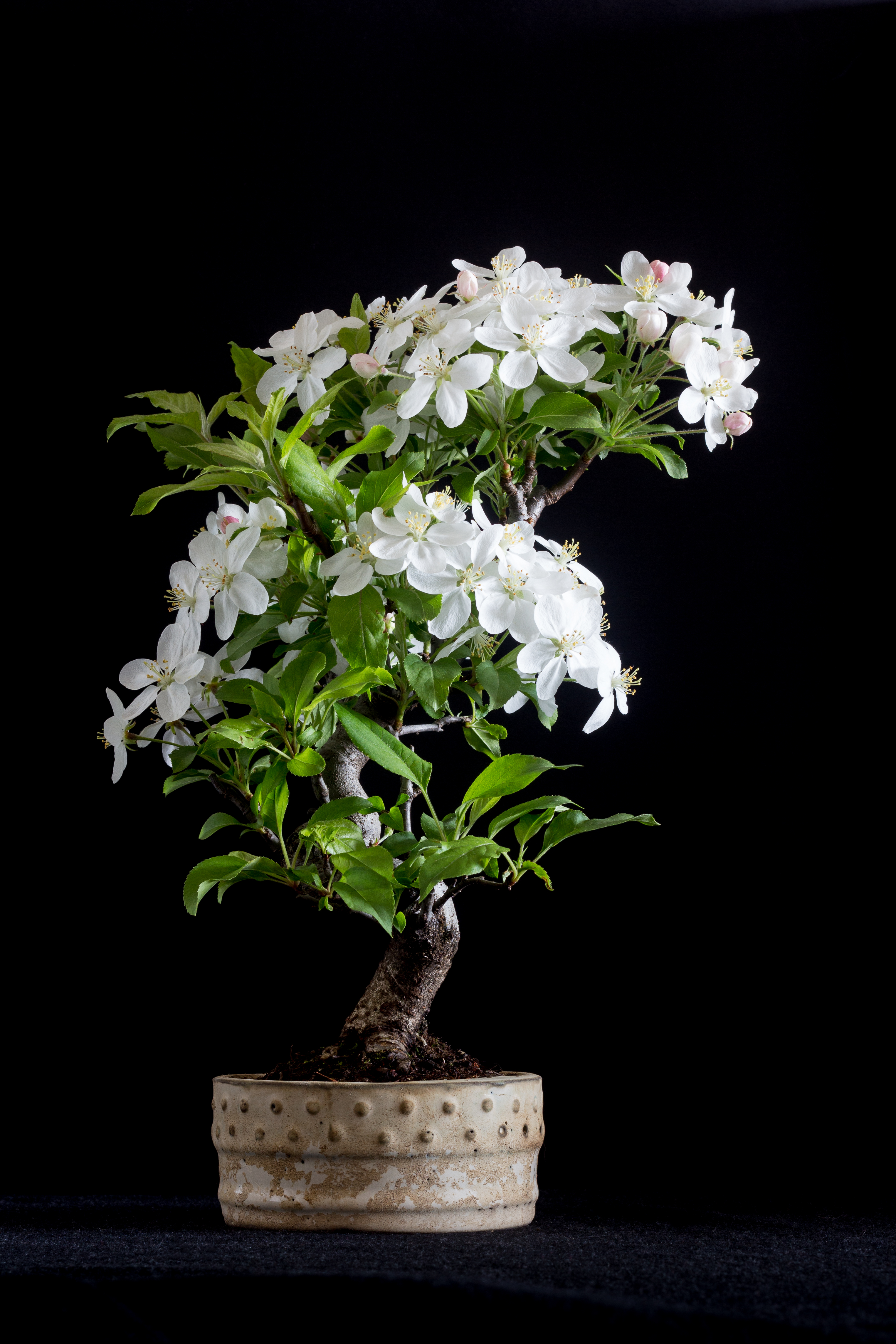 Bonsaï Pommier Malus