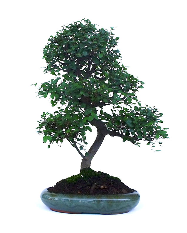 Bonsaï Orme de Chine Ulmus parvifolia