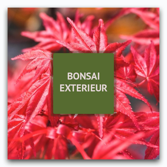 Vente de Bonsai extérieur