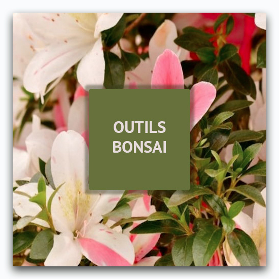 Vente de Bonsai intérieur