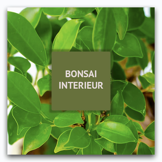 Vente de Bonsai intérieur