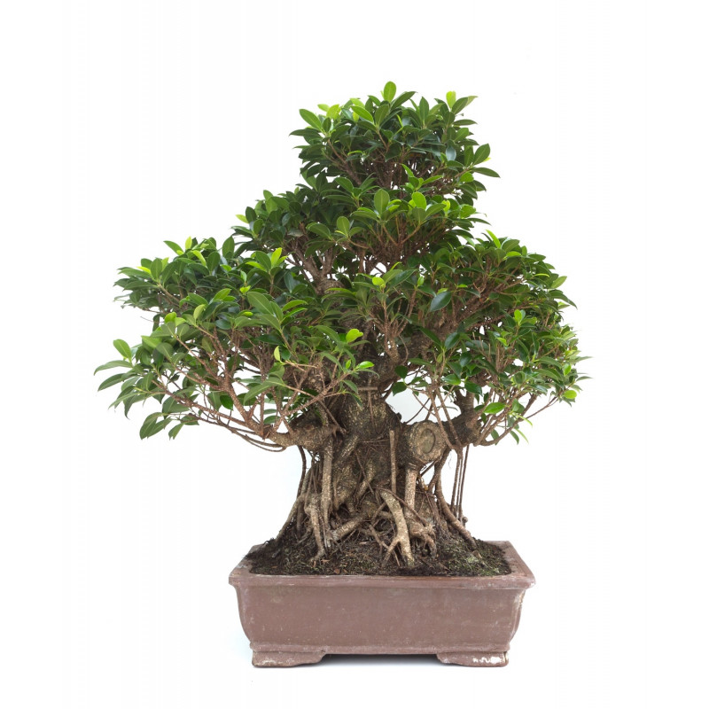Bonsaï Ficus retusa