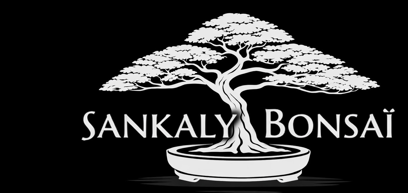 Sankaly Bonsai